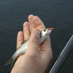 Cresta Spaghetti Worms -Verkoop Van Visgerei 3953085Cresta Spaghetti Worms 4