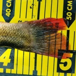 Spro Ruler 150cm -Verkoop Van Visgerei 3979834Spro Ruler 150cm 2